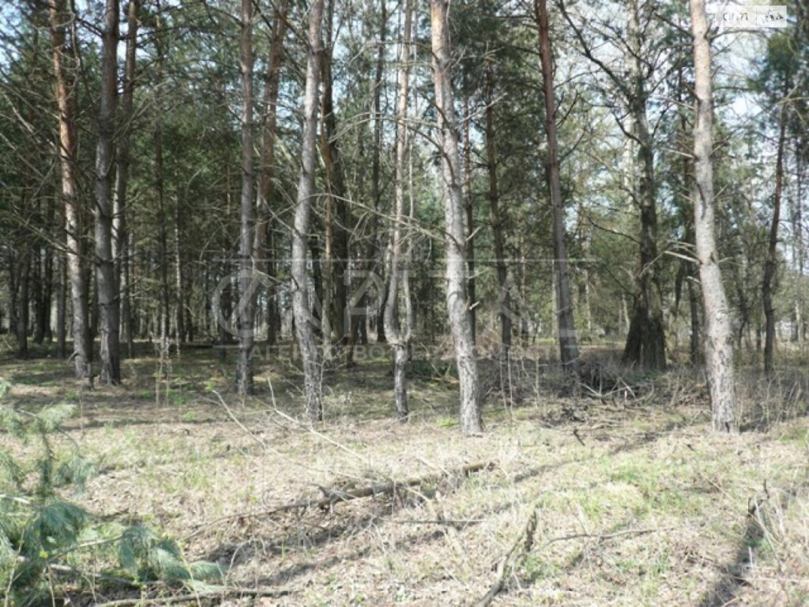Земельна ділянка під житлову забудову в Плютах, площа 1 Га фото 1 Земельна ділянка під житлову забудову в Плютах, площа 1 Га фото 1