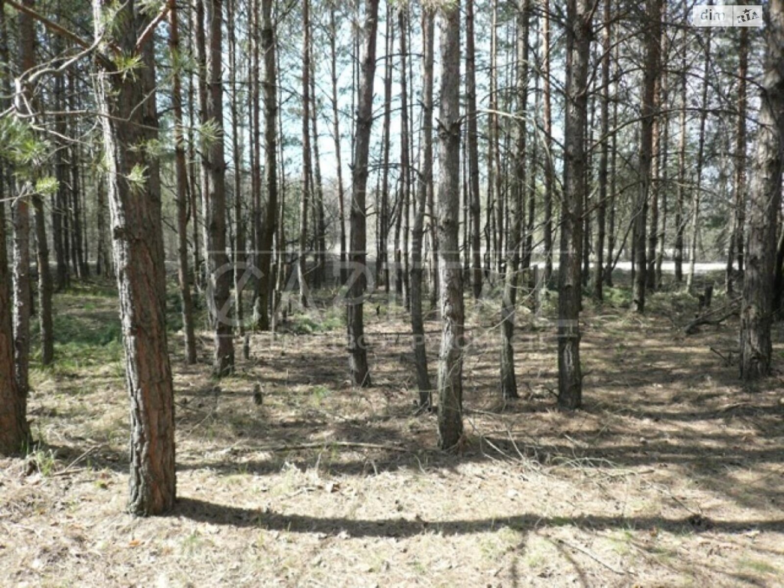 Земельна ділянка під житлову забудову в Плютах, площа 1 Га фото 1 Земельна ділянка під житлову забудову в Плютах, площа 1 Га фото 1