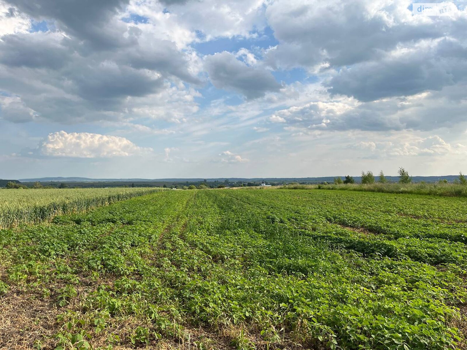Земельный участок под жилую застройку в Подберезцах, площадь 20 соток фото 1