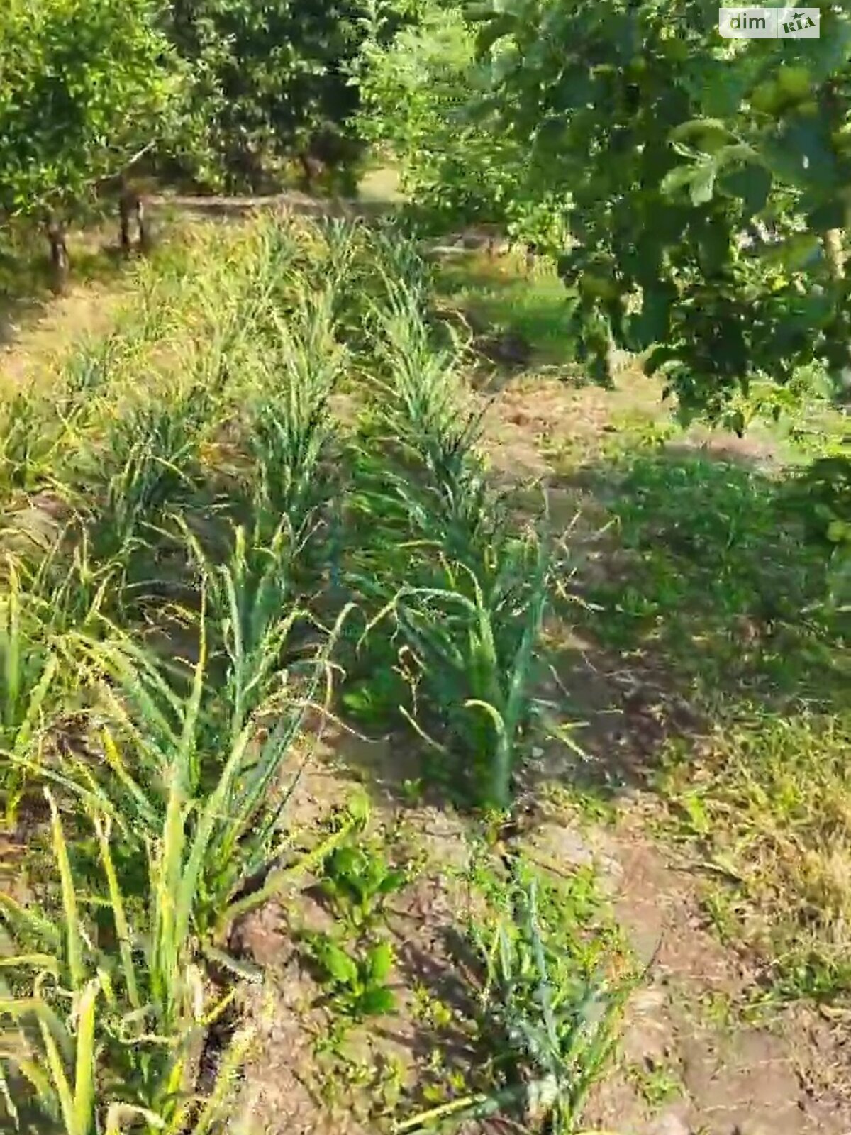 Земельна ділянка під житлову забудову в Полігоні, площа 27 соток фото 1 Земельна ділянка під житлову забудову в Полігоні, площа 27 соток фото 1