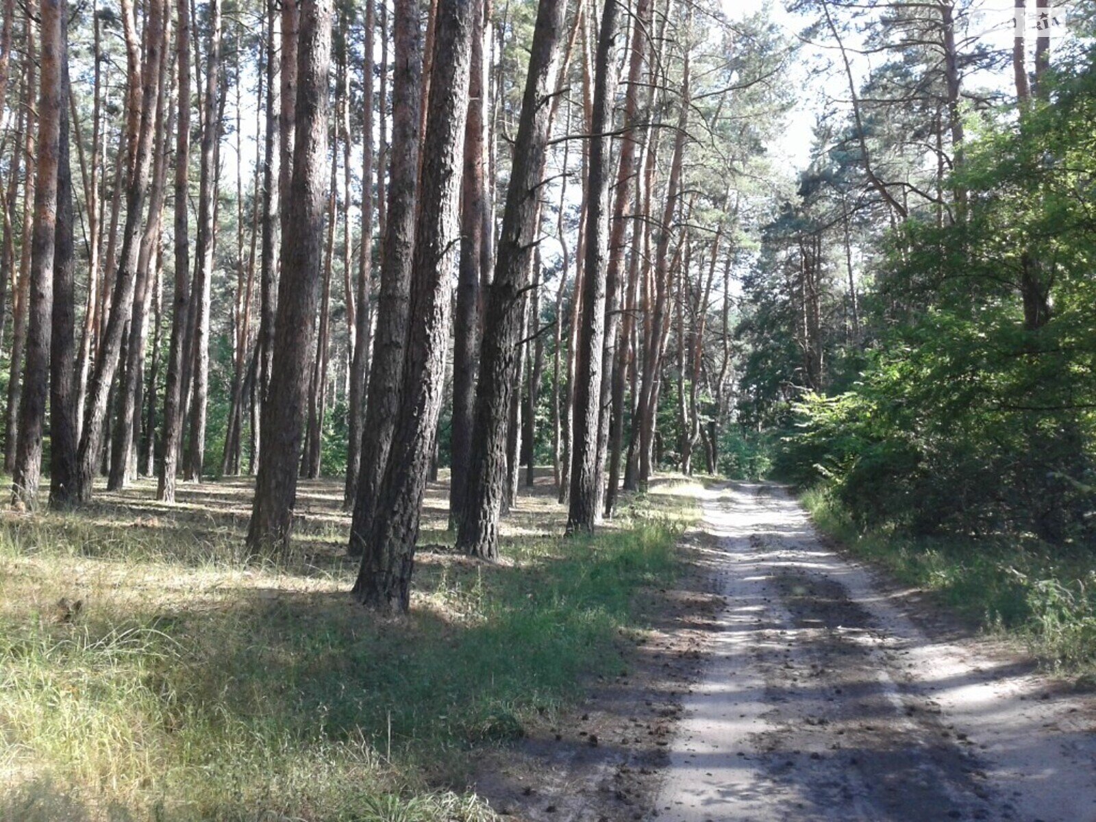 Земельна ділянка під житлову забудову в Степанівці, площа 59 соток фото 1