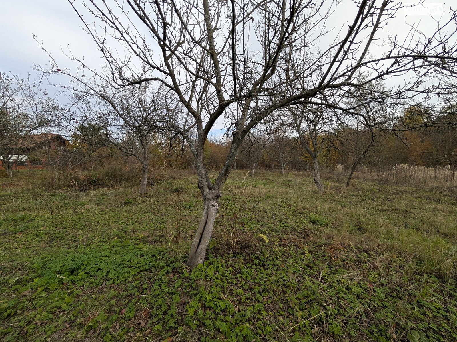 Земельна ділянка під житлову забудову в Посічі, площа 25 соток фото 1 Земельна ділянка під житлову забудову в Посічі, площа 25 соток фото 1