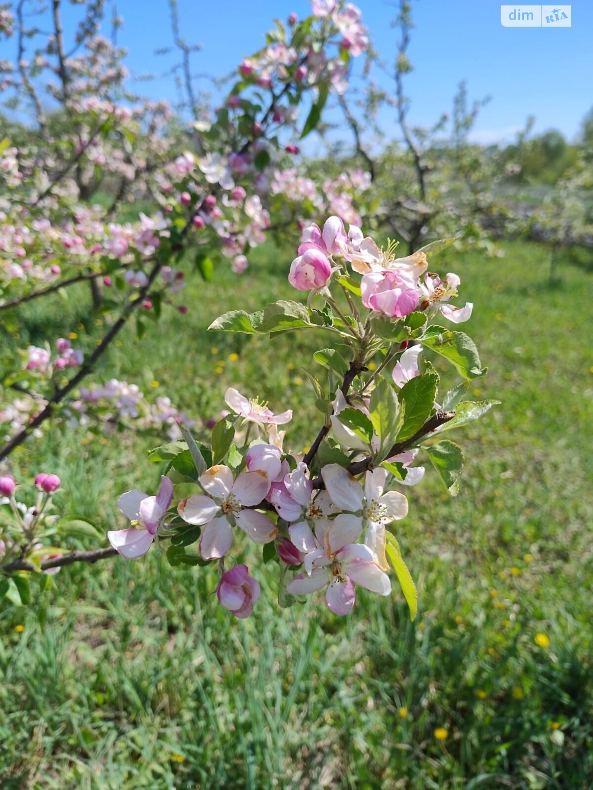 Земельный участок под жилую застройку в Правдовке, площадь 28 соток фото 1 Земельный участок под жилую застройку в Правдовке, площадь 28 соток фото 1