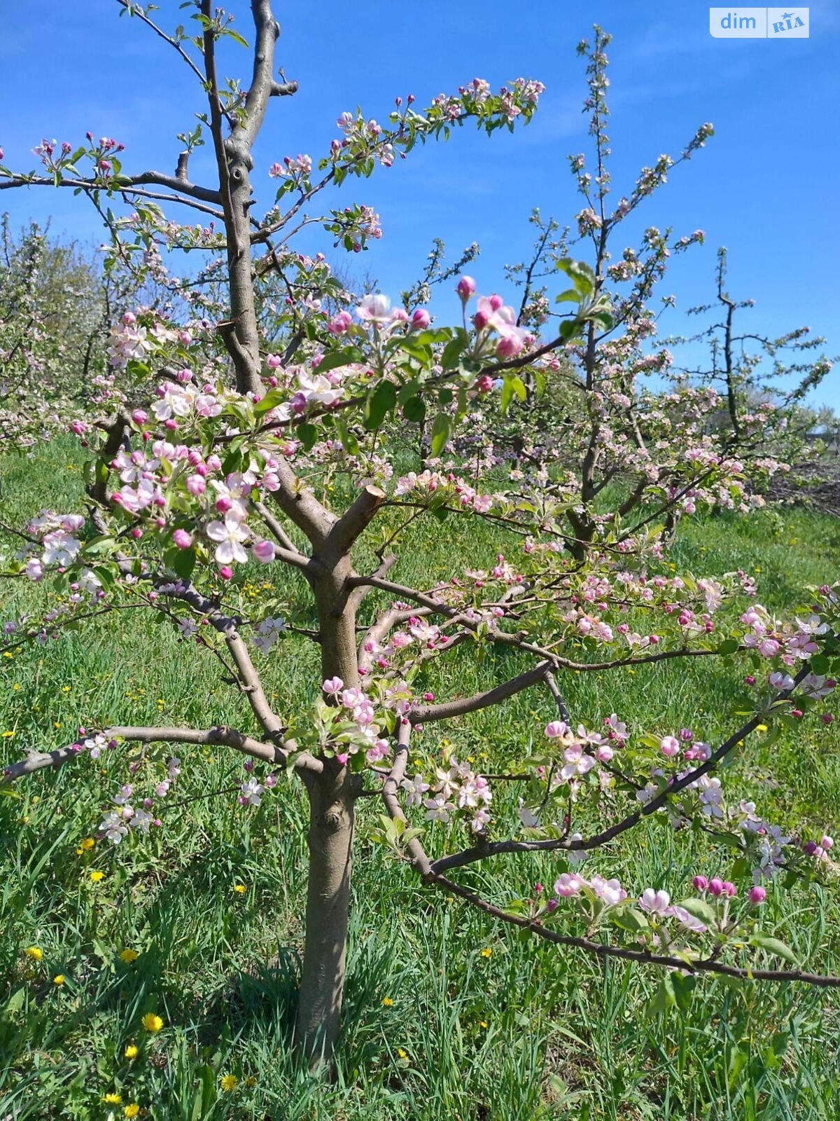 Земельный участок под жилую застройку в Правдовке, площадь 28 соток фото 1 Земельный участок под жилую застройку в Правдовке, площадь 28 соток фото 1