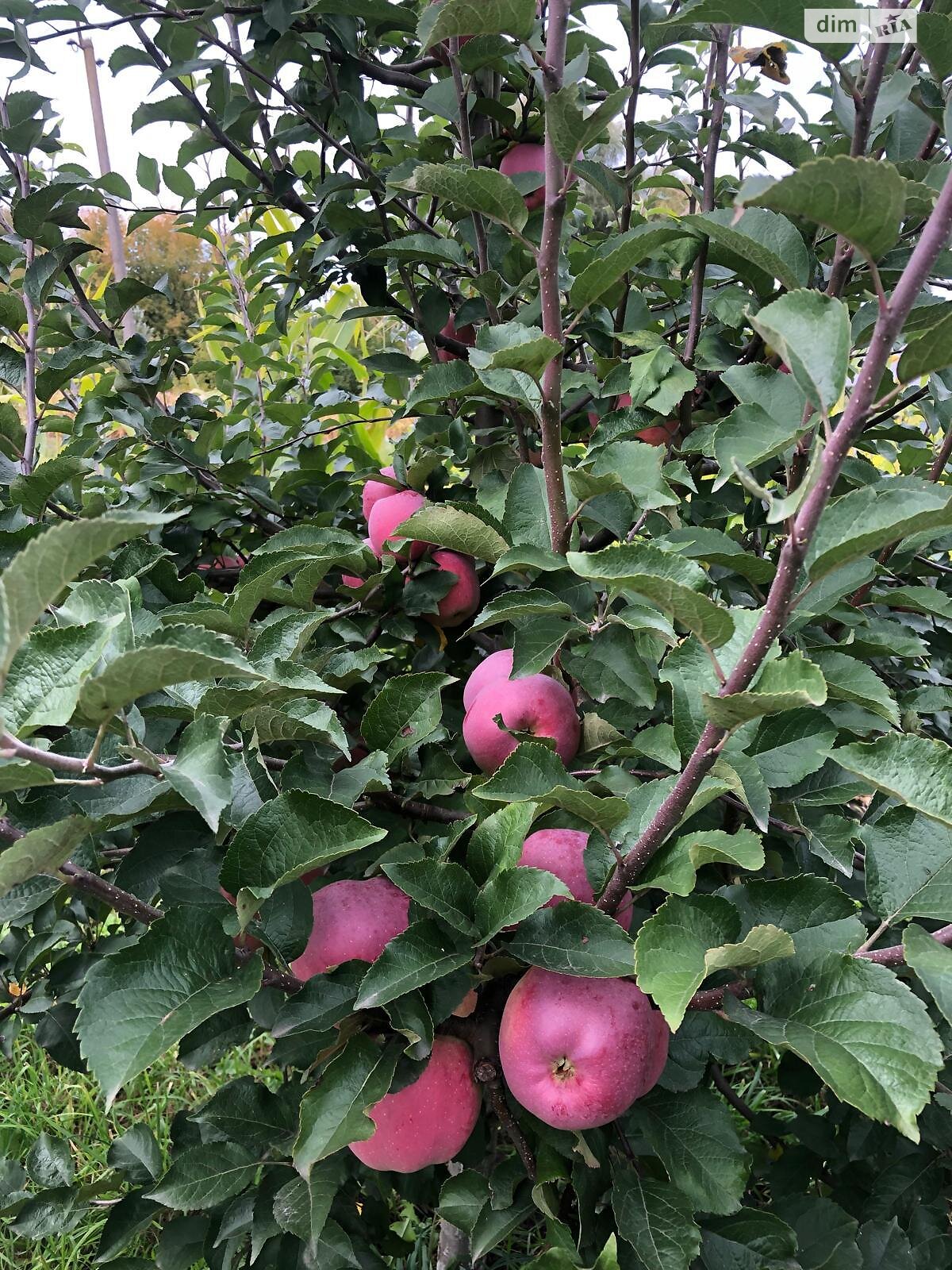 Земельный участок под жилую застройку в Правдовке, площадь 28 соток фото 1 Земельный участок под жилую застройку в Правдовке, площадь 28 соток фото 1