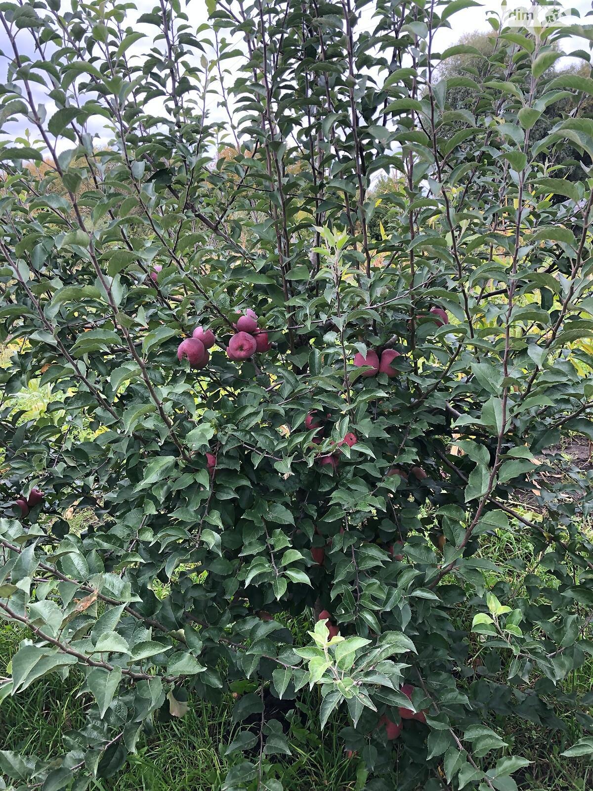 Земельный участок под жилую застройку в Правдовке, площадь 28 соток фото 1 Земельный участок под жилую застройку в Правдовке, площадь 28 соток фото 1