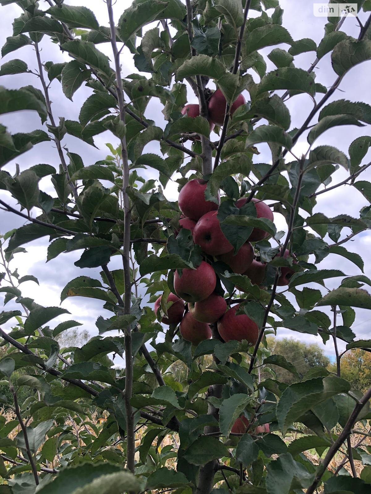 Земельный участок под жилую застройку в Правдовке, площадь 28 соток фото 1 Земельный участок под жилую застройку в Правдовке, площадь 28 соток фото 1