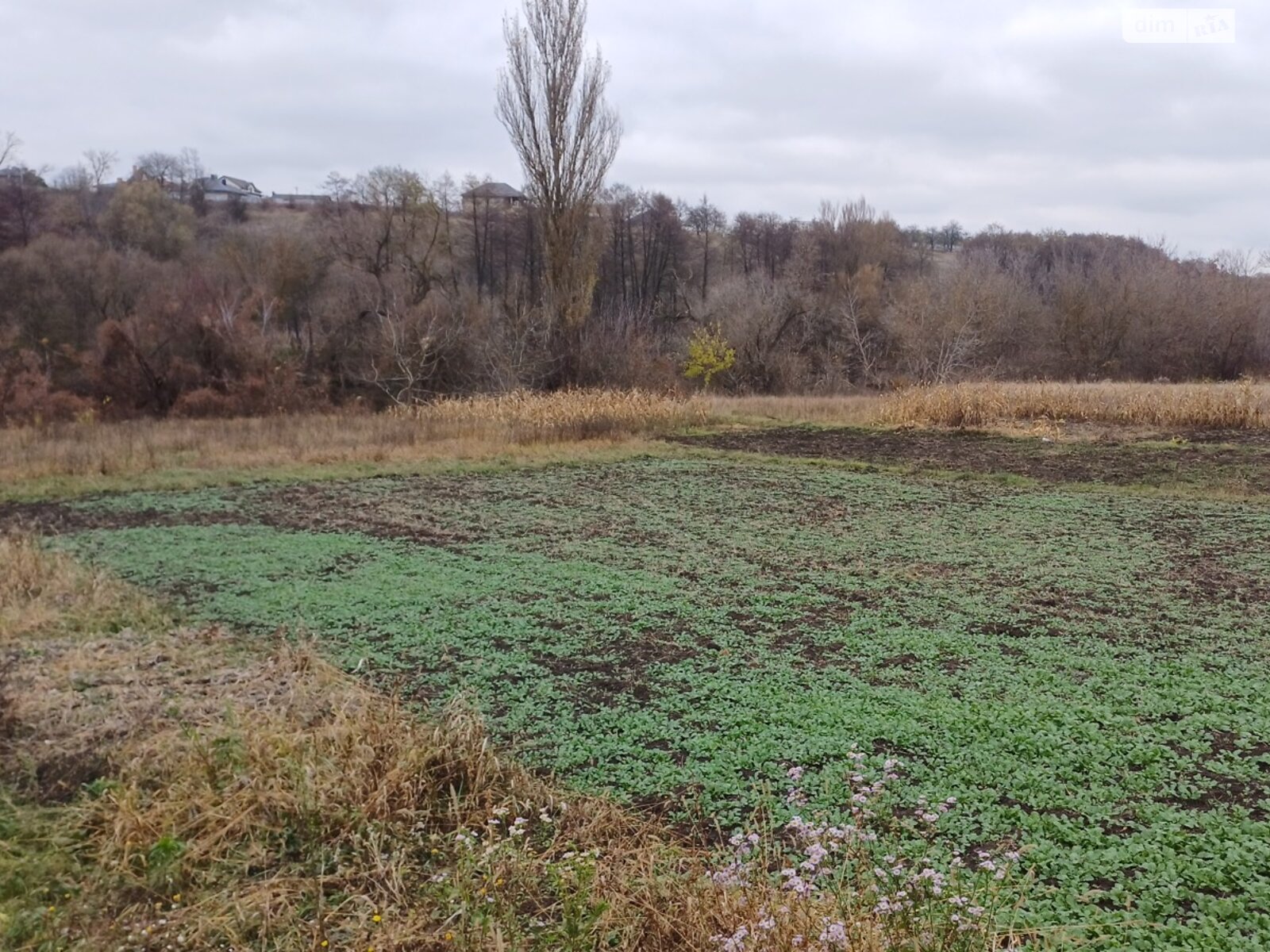 Земельный участок под жилую застройку в Прибужскому, площадь 25 соток фото 1