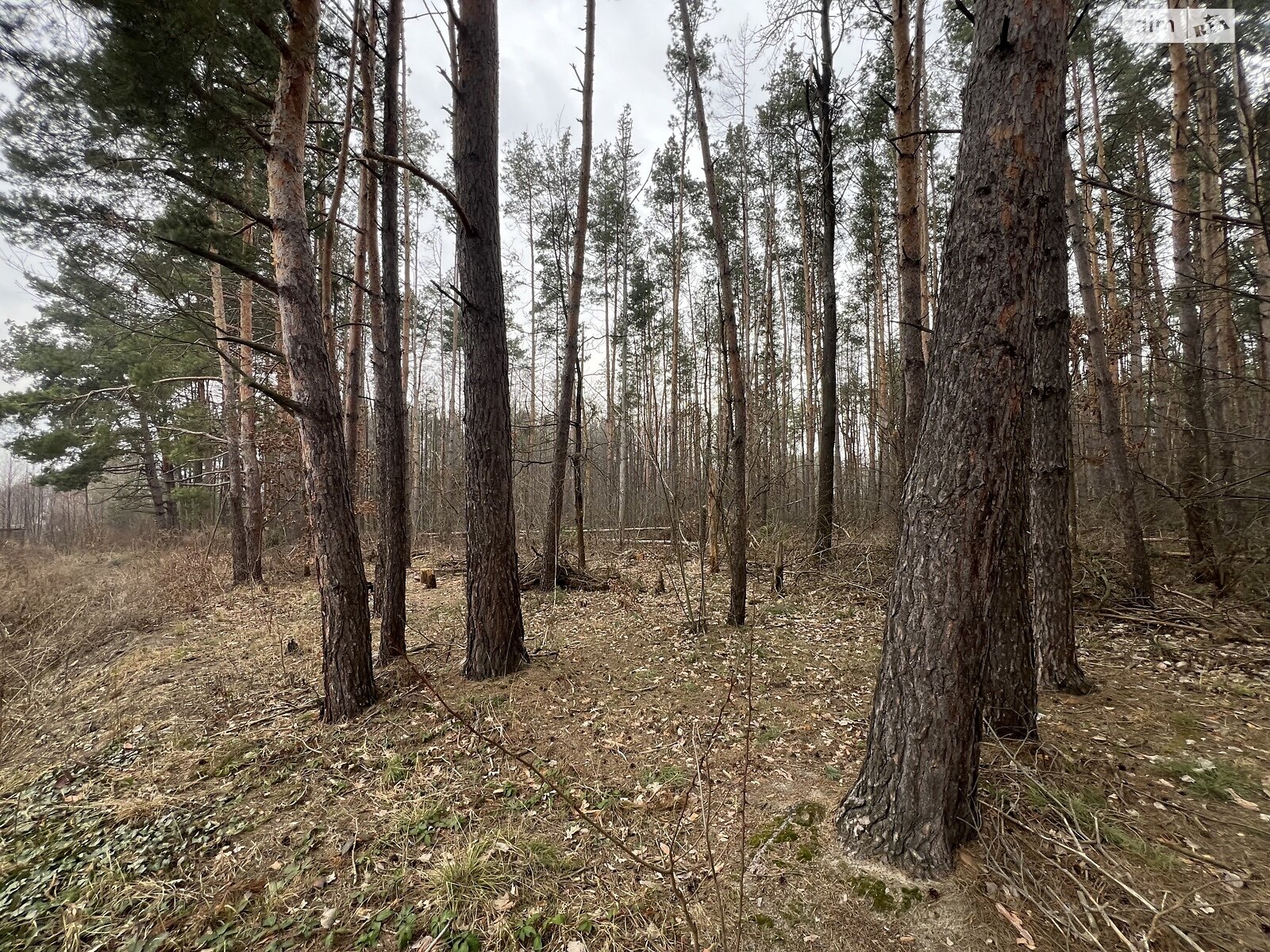 Земельна ділянка під житлову забудову в Пряжеві, площа 45 соток фото 1