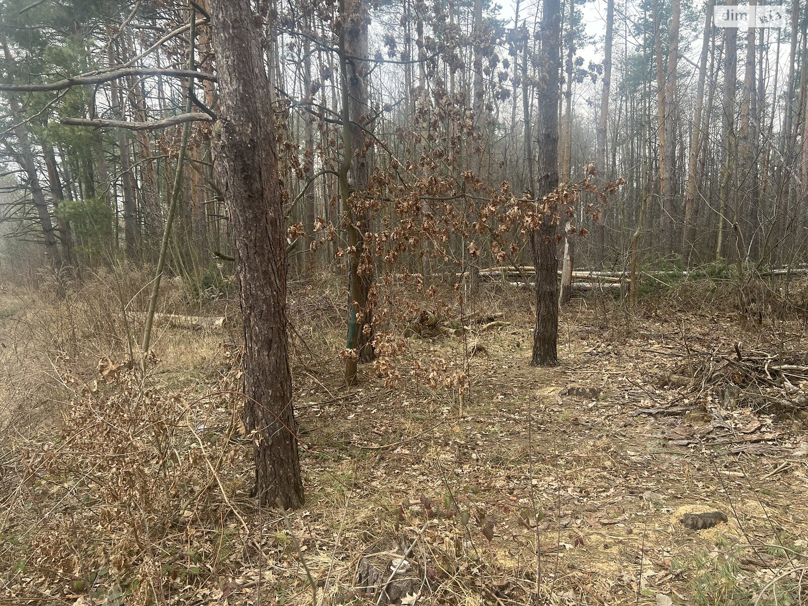 Земельна ділянка під житлову забудову в Пряжеві, площа 45 соток фото 1