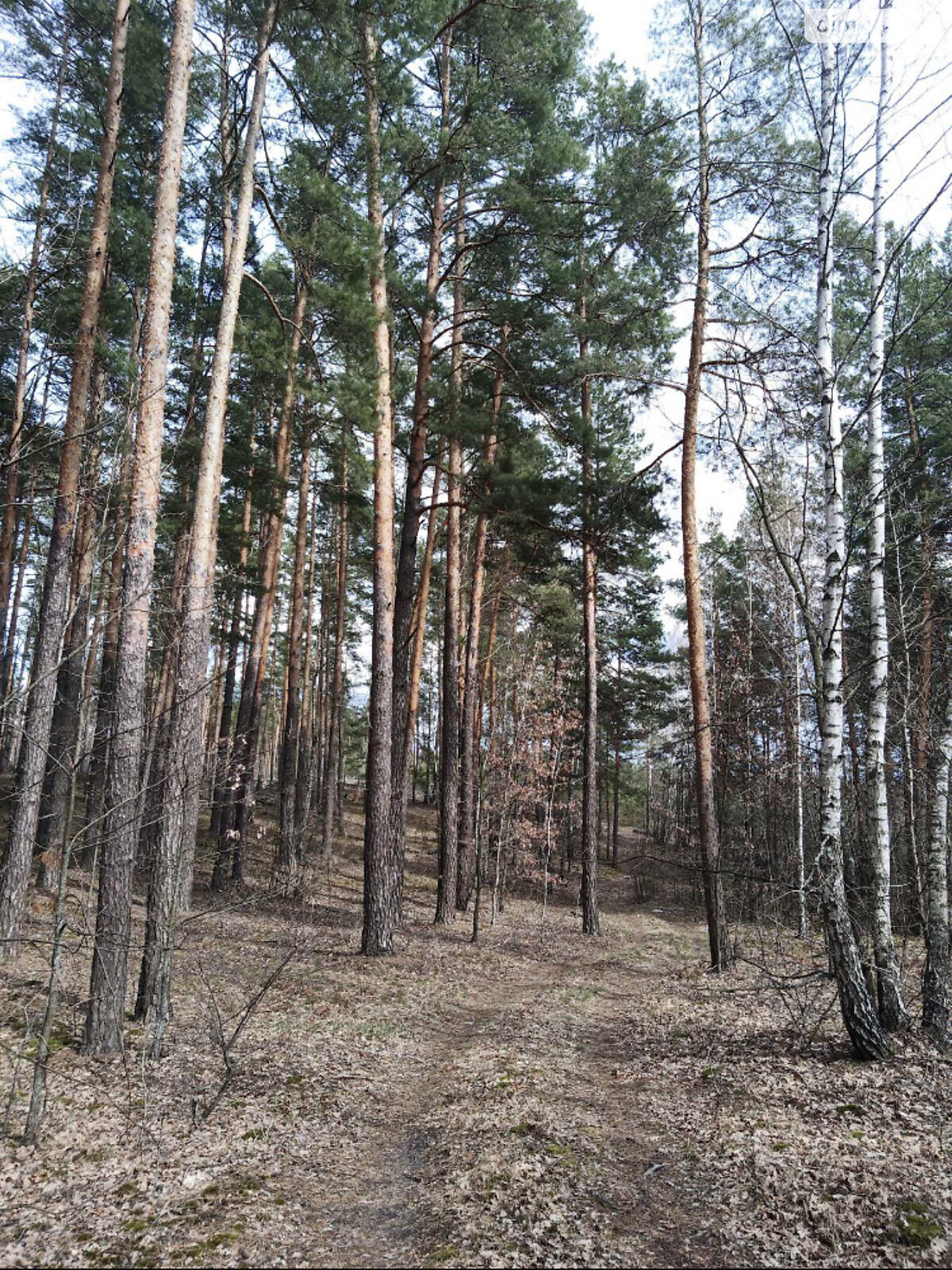 Земельный участок под жилую застройку в Рожнах, площадь 10 соток фото 1 Земельный участок под жилую застройку в Рожнах, площадь 10 соток фото 1