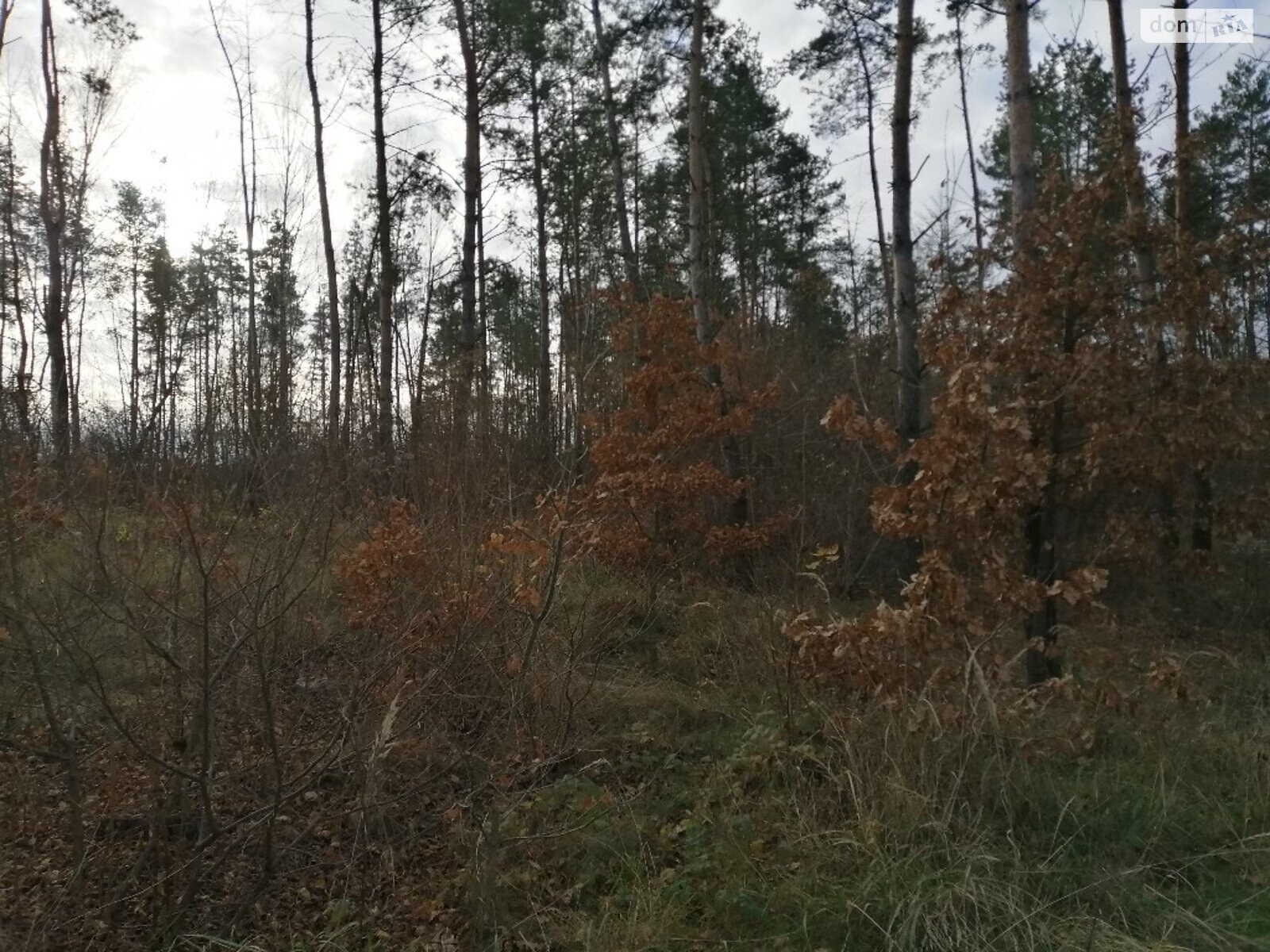 Земельна ділянка під житлову забудову в Олександрії, площа 11 соток фото 1