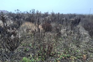 Земельна ділянка під житлову забудову в Понебелі, площа 8.5 сотки фото 2 Земельна ділянка під житлову забудову в Понебелі, площа 8.5 сотки фото 2