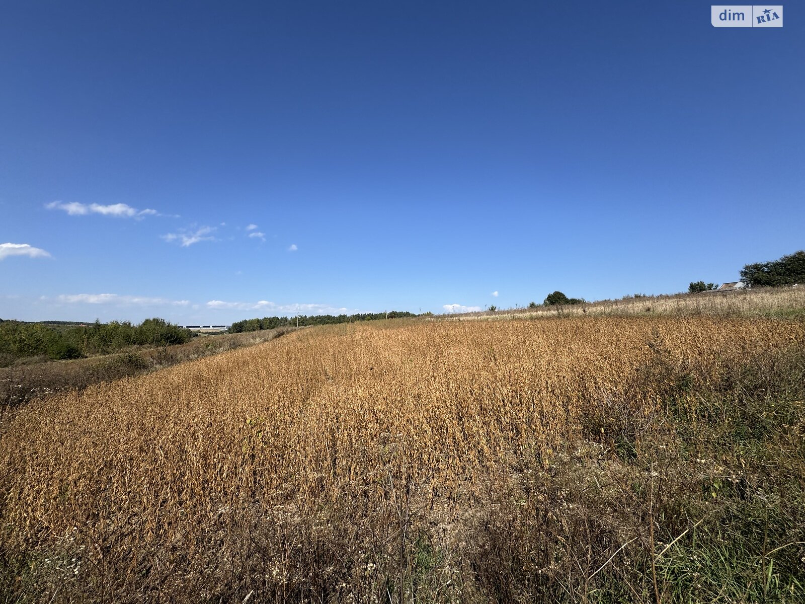 Земельна ділянка під житлову забудову в Ружичанці, площа 25 соток фото 1 Земельна ділянка під житлову забудову в Ружичанці, площа 25 соток фото 1