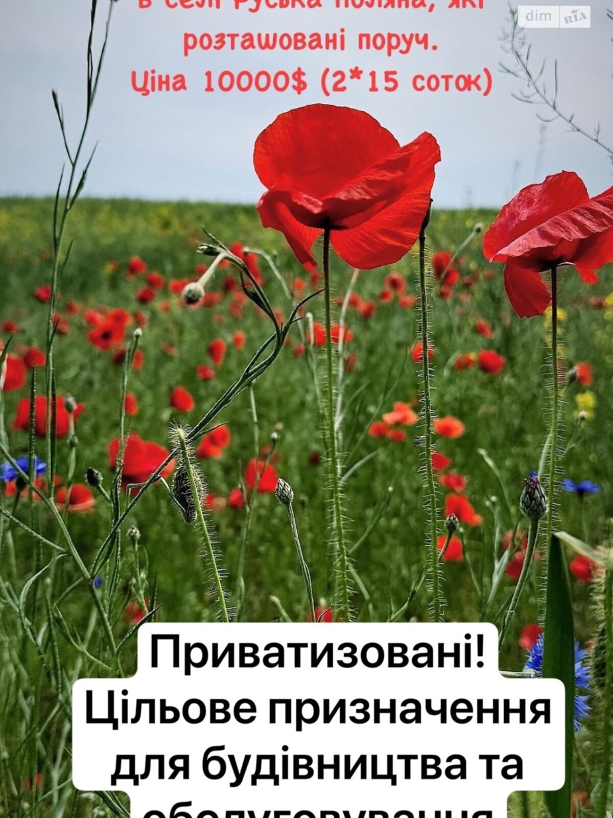 Земельна ділянка під житлову забудову в Руській Поляні, площа 30 соток фото 1