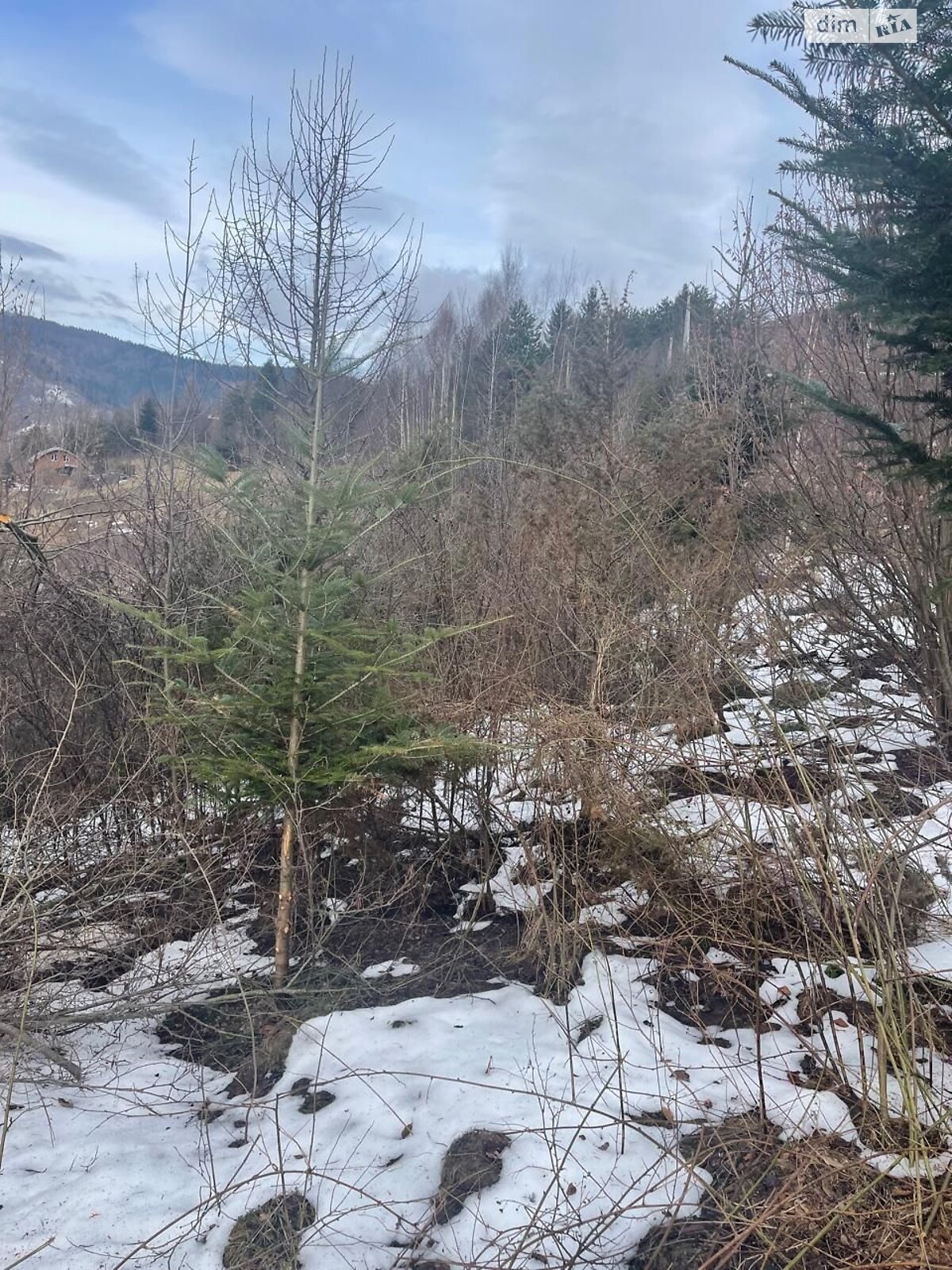 Земельный участок под жилую застройку в Рыбнике, площадь 0.1871 Га фото 1 Земельный участок под жилую застройку в Рыбнике, площадь 0.1871 Га фото 1