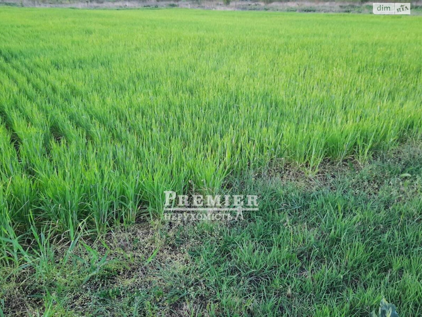 Земельна ділянка під житлову забудову в Санжійці, площа 10 соток фото 1 Земельна ділянка під житлову забудову в Санжійці, площа 10 соток фото 1