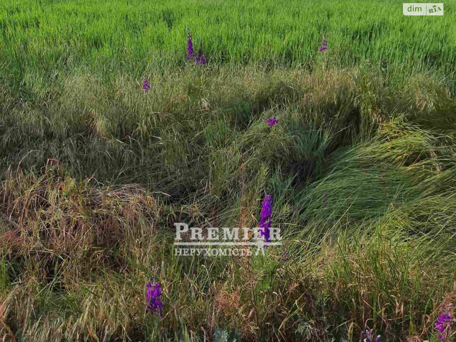 Земельна ділянка під житлову забудову в Санжійці, площа 10 соток фото 1 Земельна ділянка під житлову забудову в Санжійці, площа 10 соток фото 1