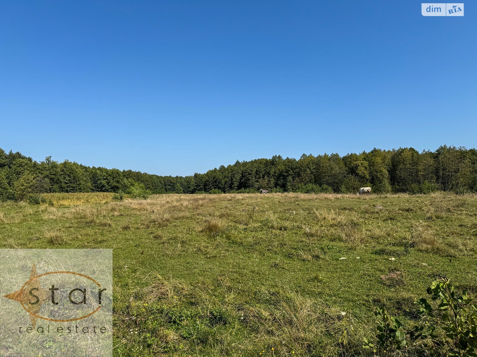 Земельный участок под жилую застройку в Седневе, площадь 215 соток фото 1 Земельный участок под жилую застройку в Седневе, площадь 215 соток фото 1