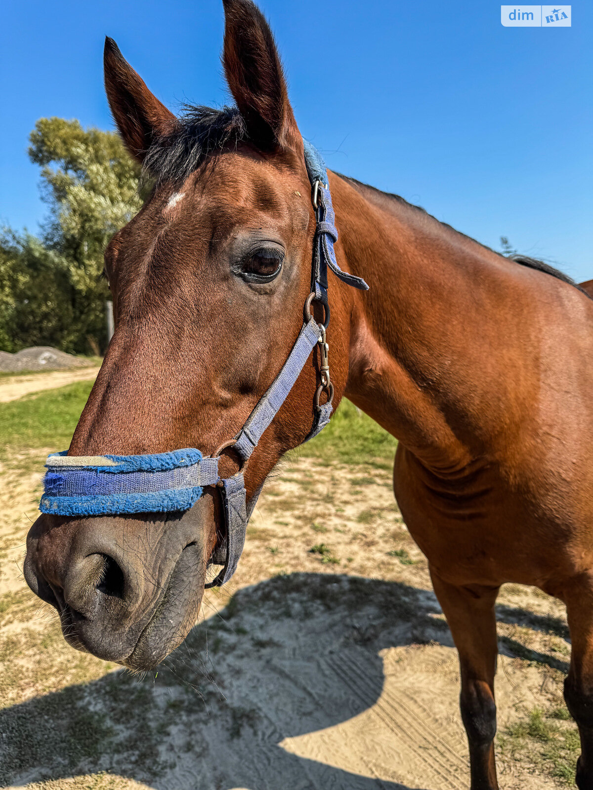 Земельный участок под жилую застройку в Седневе, площадь 215 соток фото 1 Земельный участок под жилую застройку в Седневе, площадь 215 соток фото 1