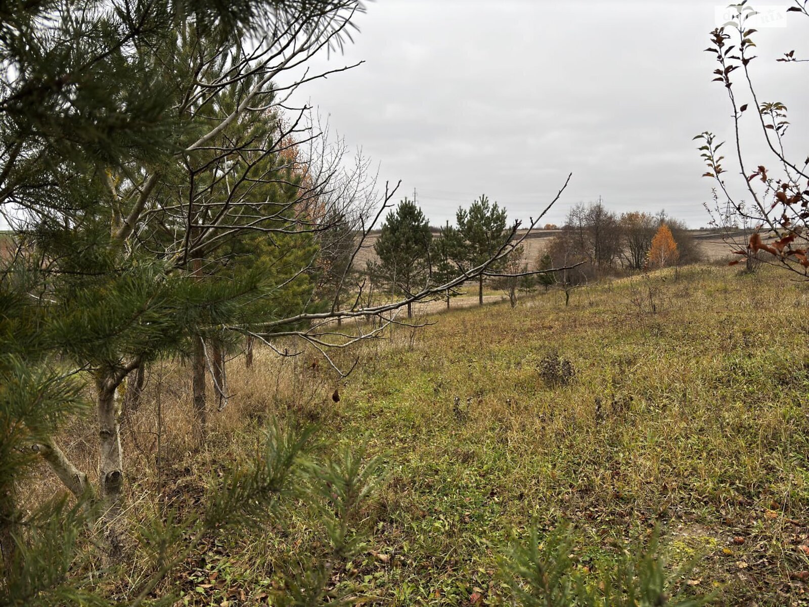 Земельный участок под жилую застройку в Скаржинцах, площадь 25 соток фото 1