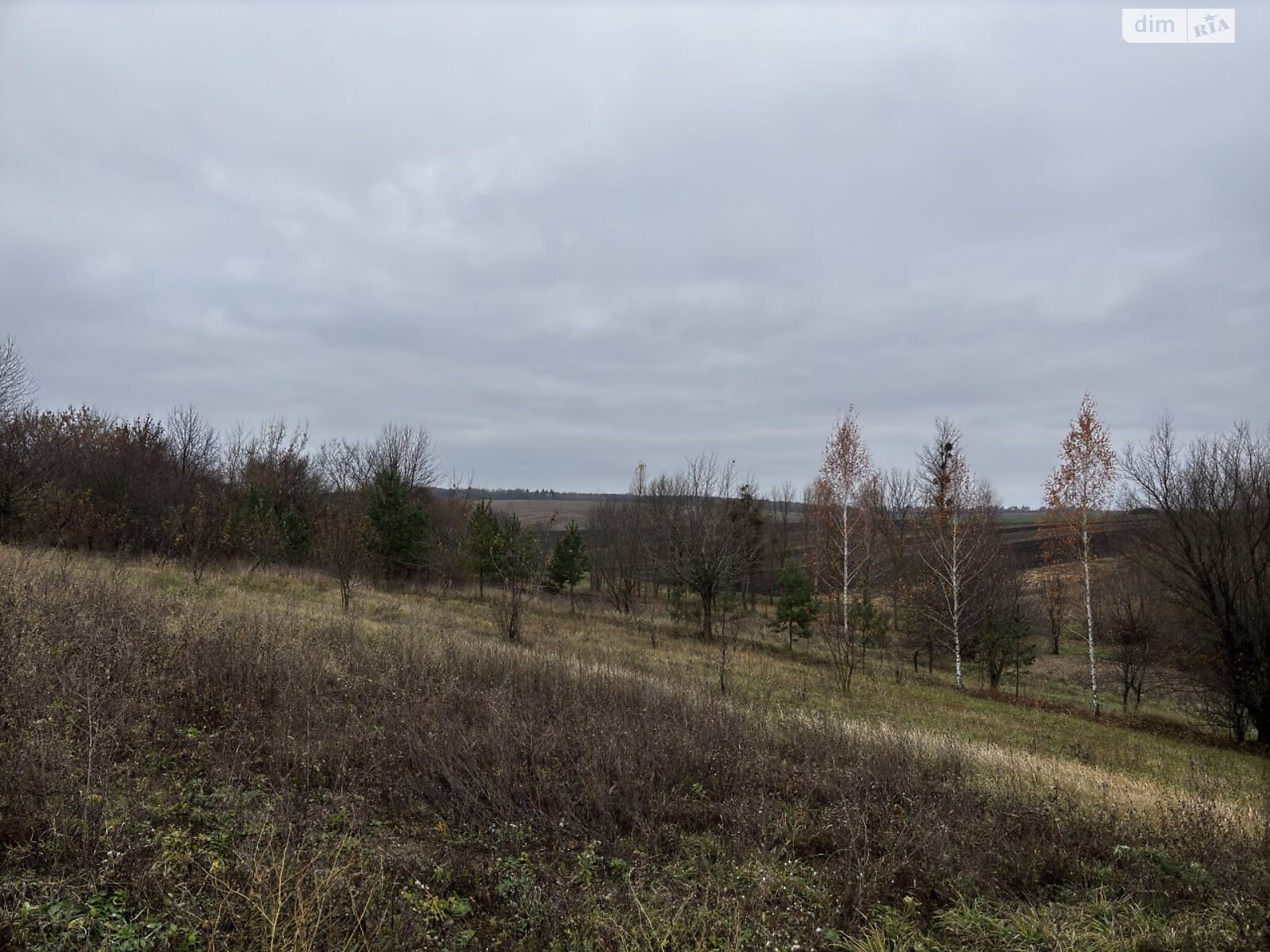 Земельный участок под жилую застройку в Скаржинцах, площадь 25 соток фото 1