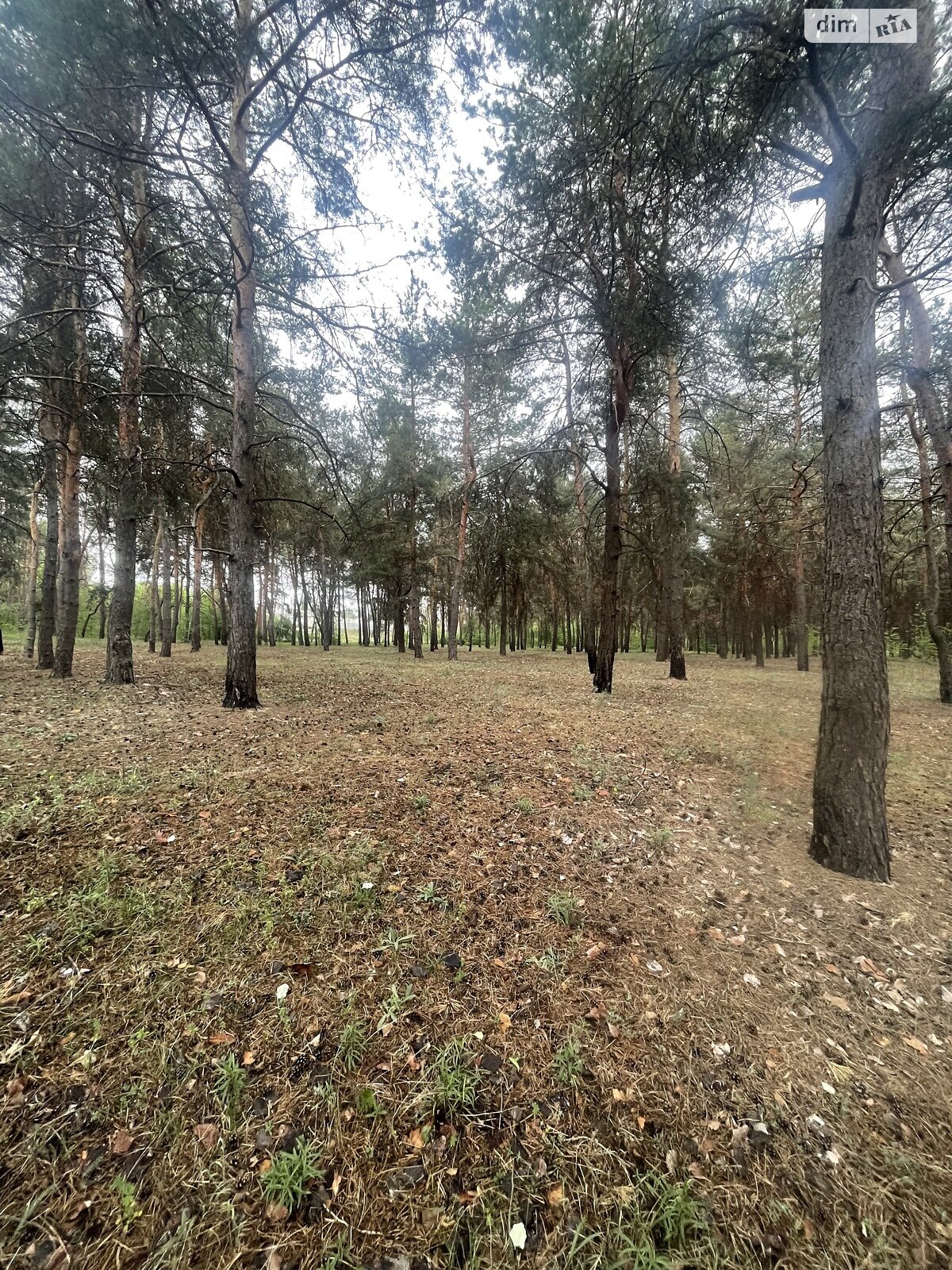 Земельный участок под жилую застройку в Солоницевке, площадь 15 соток фото 1 Земельный участок под жилую застройку в Солоницевке, площадь 15 соток фото 1