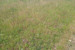 Земельный участок под жилую застройку в Стаднице, площадь 12 соток фото 2