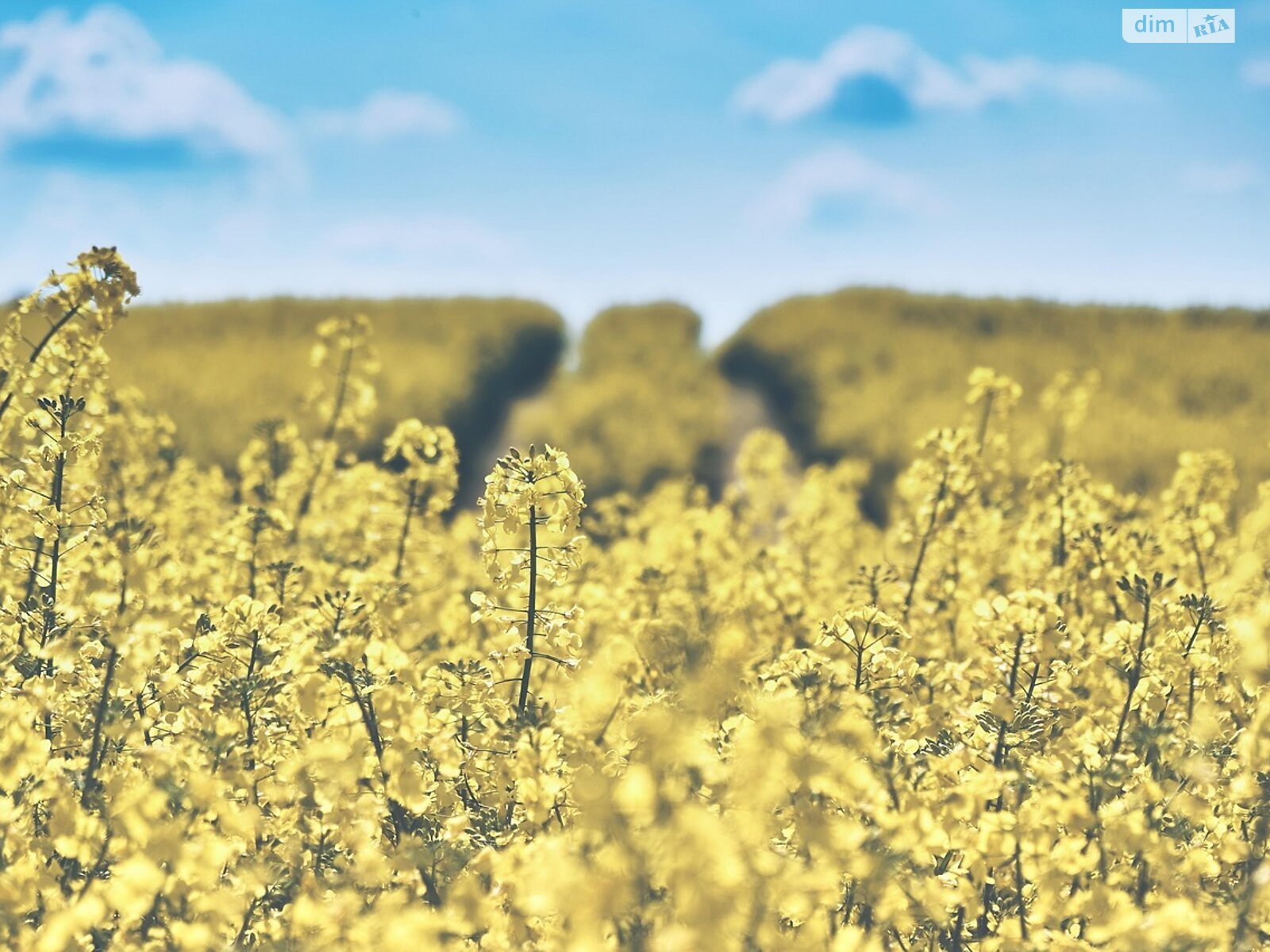 Земельна ділянка під житлову забудову в Ставище, площа 10 соток фото 1