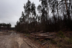 Земельный участок под жилую застройку в Стоянке, площадь 12 соток фото 2