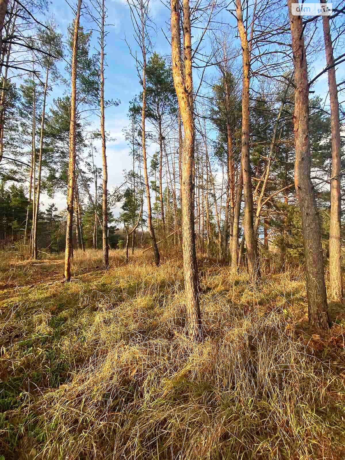 Земельна ділянка під житлову забудову в Свидівці, площа 17 соток фото 1