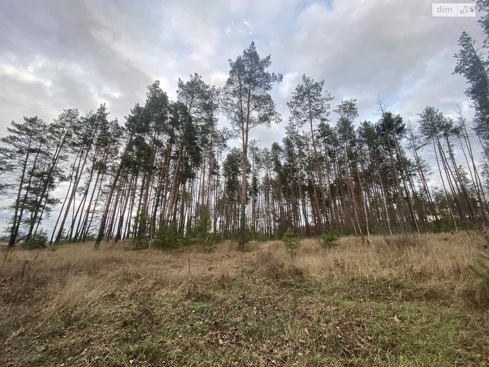 Земельный участок под жилую застройку в Свидивке, площадь 11 соток фото 1