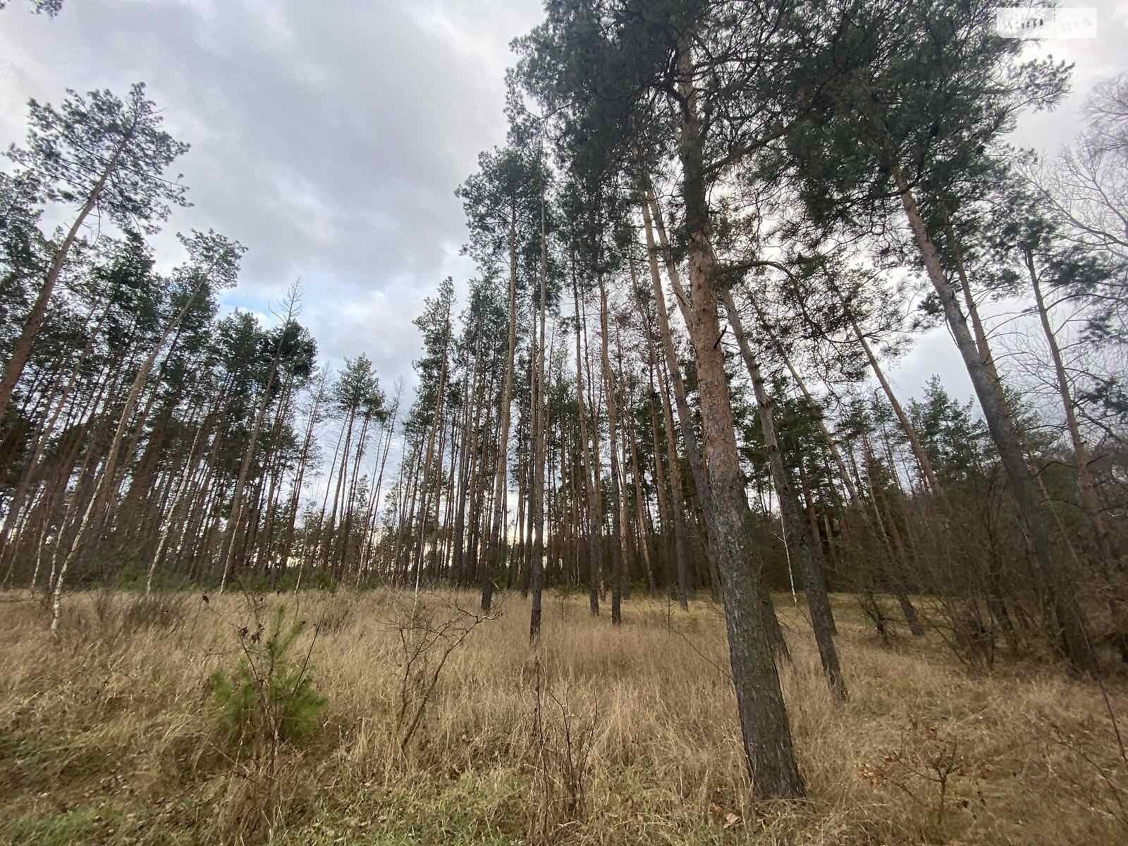 Земельна ділянка під житлову забудову в Свидівці, площа 24 сотки фото 1