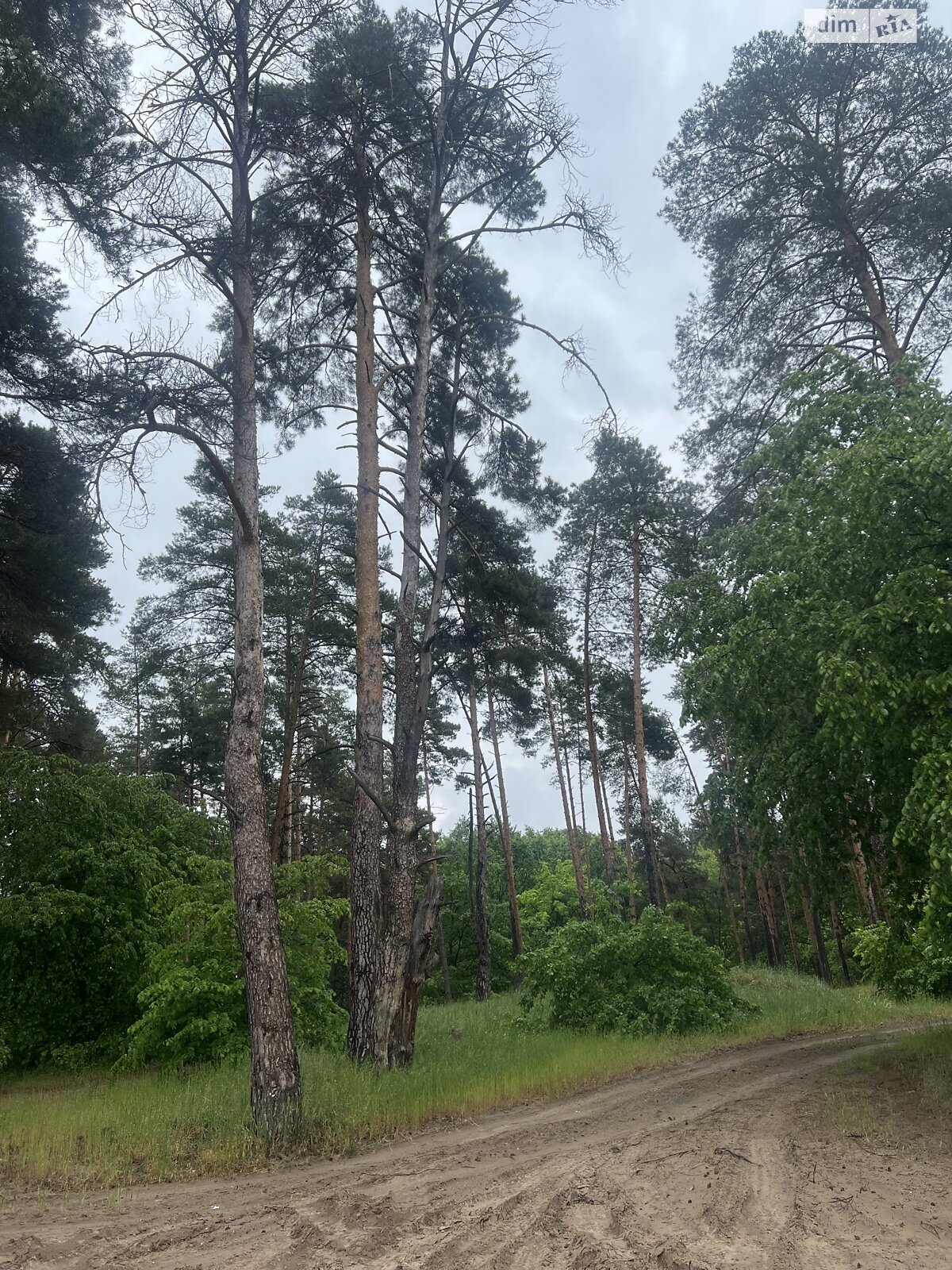 Земельный участок под жилую застройку в Таценки, площадь 108 соток фото 1 Земельный участок под жилую застройку в Таценки, площадь 108 соток фото 1