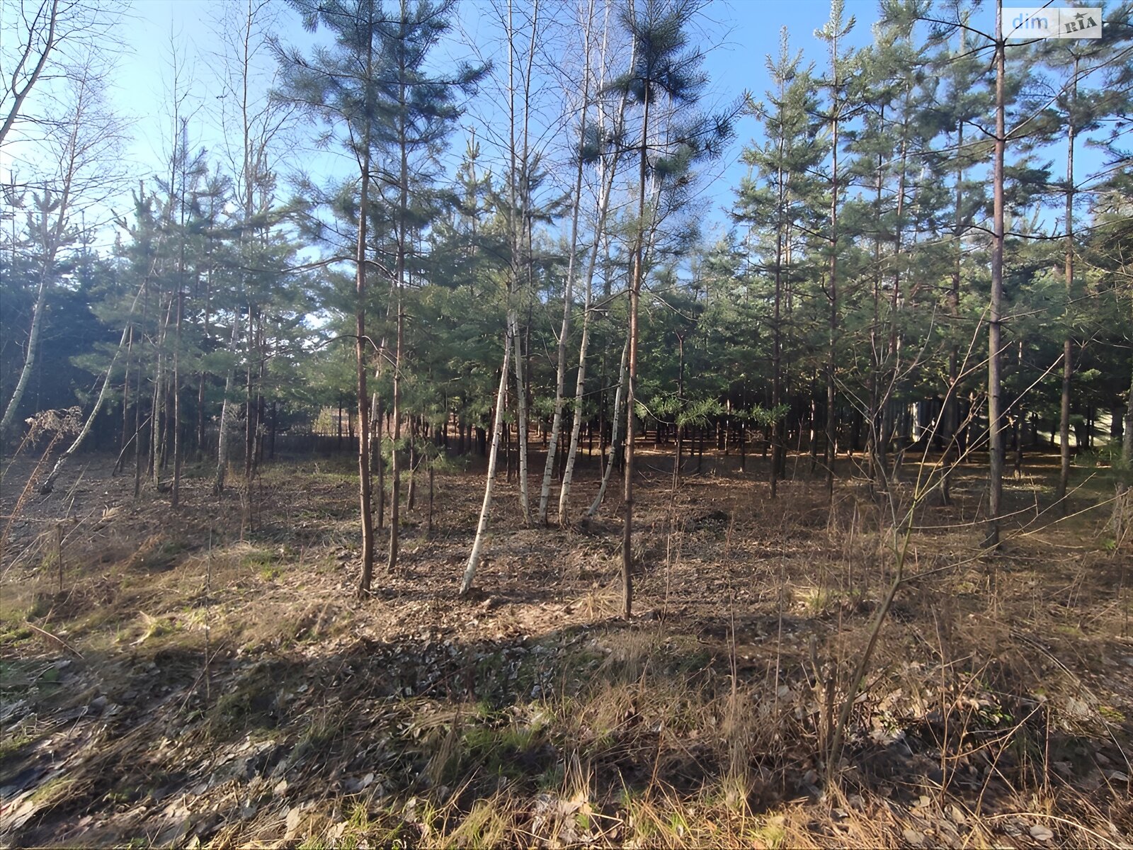 Земельна ділянка під житлову забудову в Терентіївці, площа 15 соток фото 1 Земельна ділянка під житлову забудову в Терентіївці, площа 15 соток фото 1