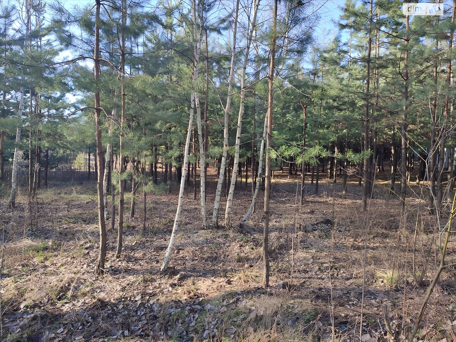 Земельна ділянка під житлову забудову в Терентіївці, площа 15 соток фото 1 Земельна ділянка під житлову забудову в Терентіївці, площа 15 соток фото 1