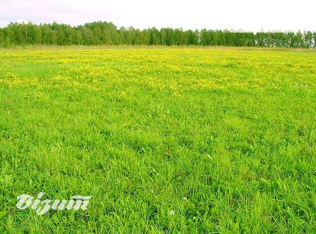 Земля под жилую застройку в селе Петриков, площадь 25 соток фото 2 Земля под жилую застройку в селе Петриков, площадь 25 соток фото 2