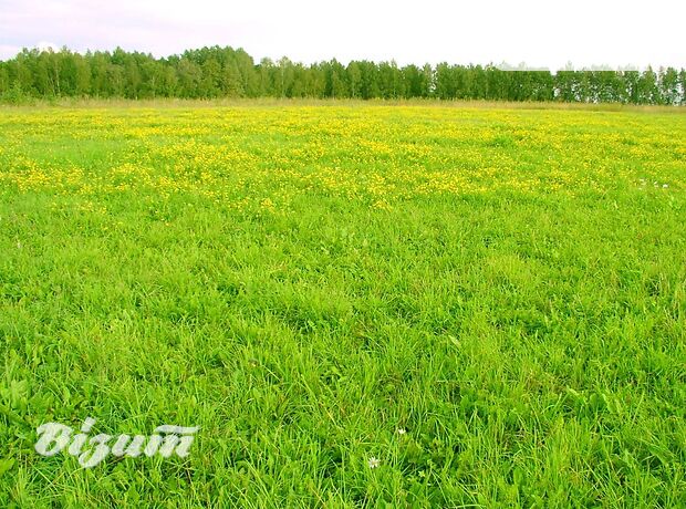 Земля под жилую застройку в селе Подгородное, площадь 25 соток фото 2 Земля под жилую застройку в селе Подгородное, площадь 25 соток фото 2