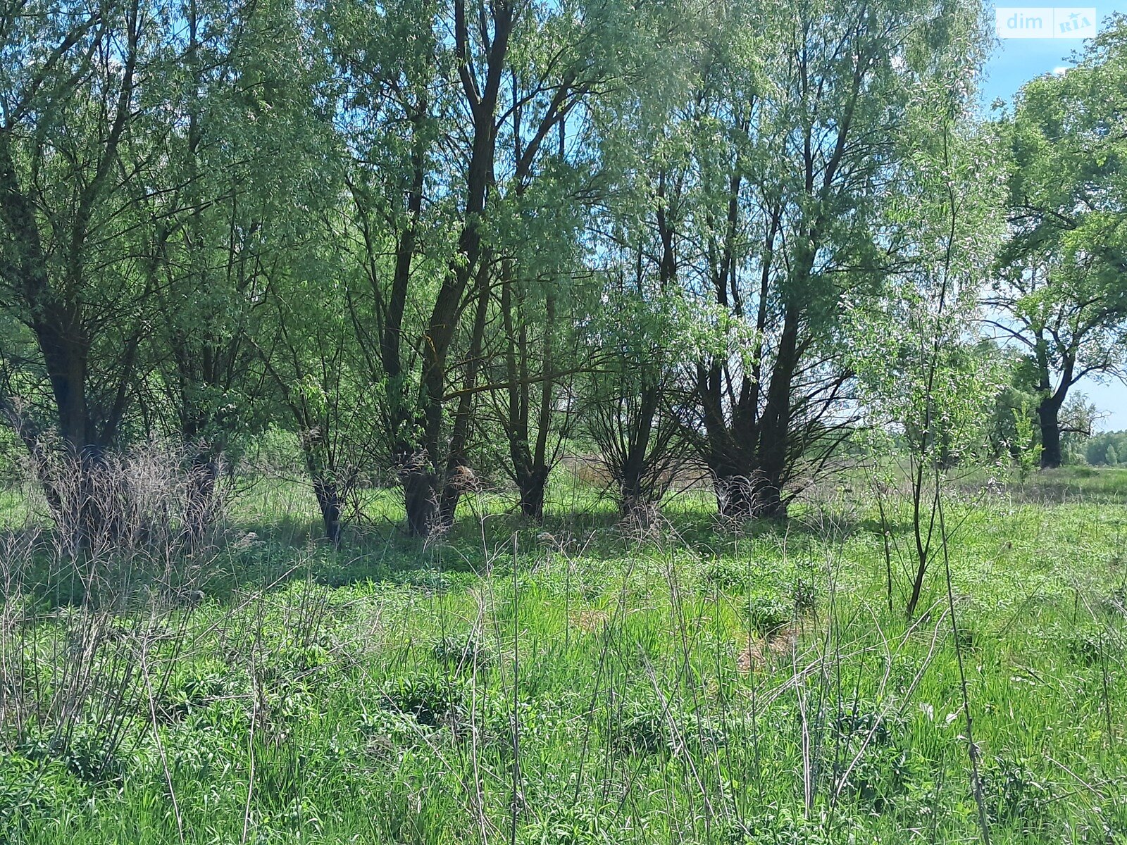 Земельна ділянка під житлову забудову в Требухові, площа 12 соток фото 1