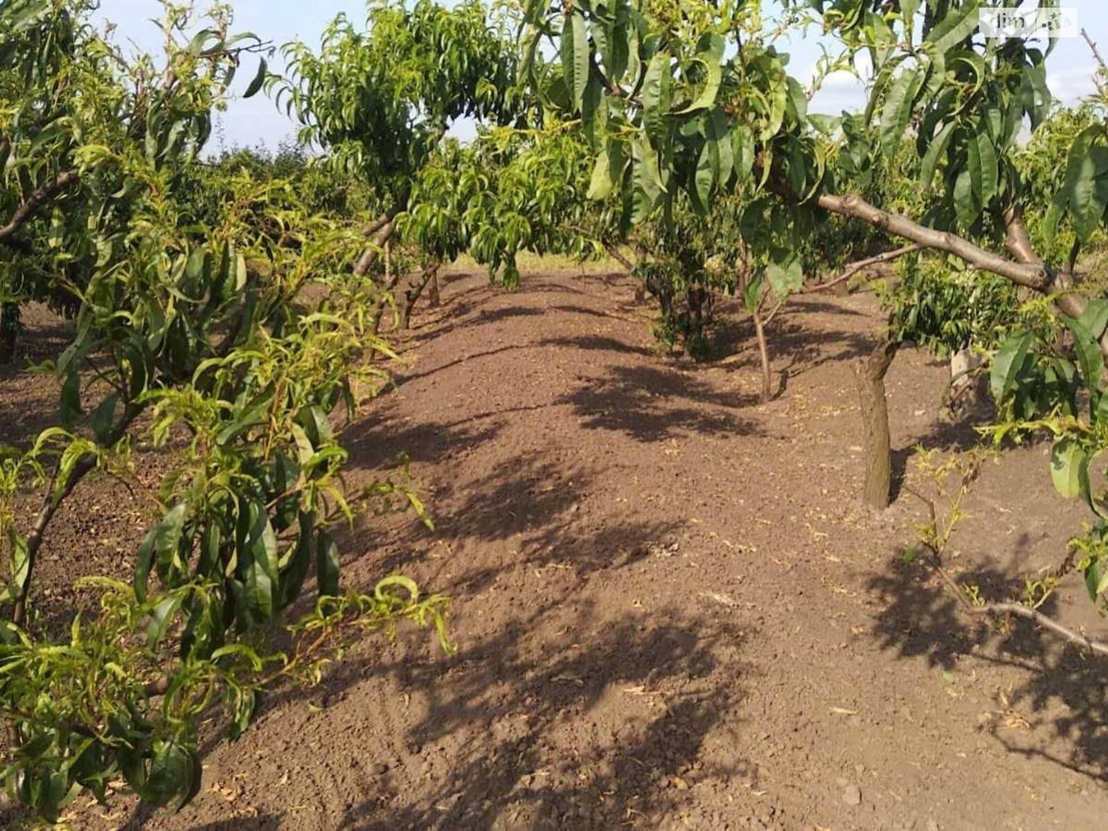 Земельна ділянка під житлову забудову в Троїцькому, площа 20.6 сотки фото 1 Земельна ділянка під житлову забудову в Троїцькому, площа 20.6 сотки фото 1