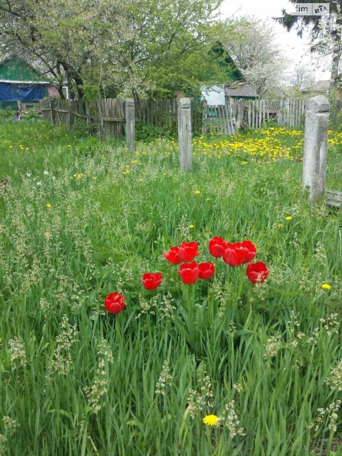 Земельна ділянка під житлову забудову в Яришівці, площа 30 соток фото 1