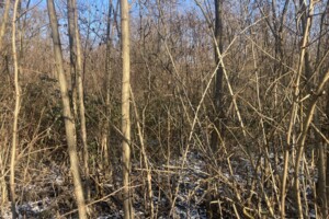 Земля под жилую застройку в Ужгороде, район Червеница, площадь 0.0889 Га фото 2