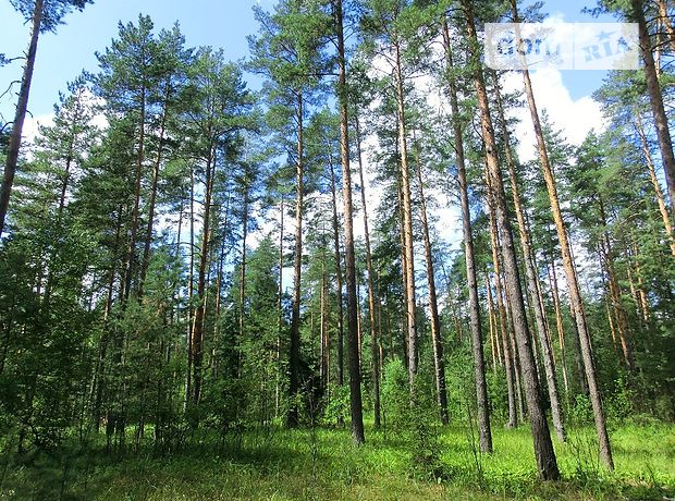 Земля под жилую застройку в селе Путровка, площадь 20 соток фото 1 Земля под жилую застройку в селе Путровка, площадь 20 соток фото 1