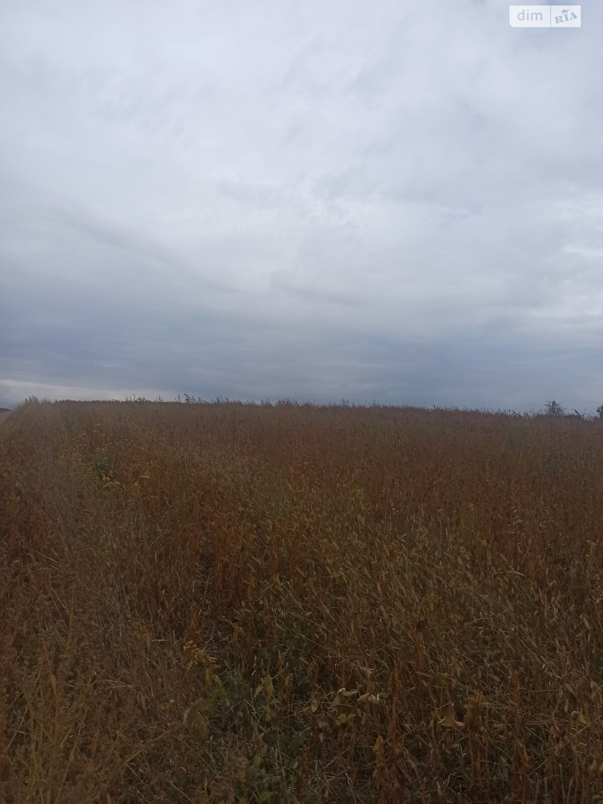 Земельна ділянка під житлову забудову в Великій Березовиці, площа 14.9 сотки фото 1