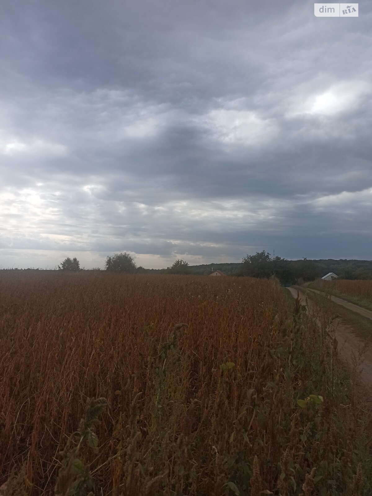 Земельна ділянка під житлову забудову в Великій Березовиці, площа 14.9 сотки фото 1