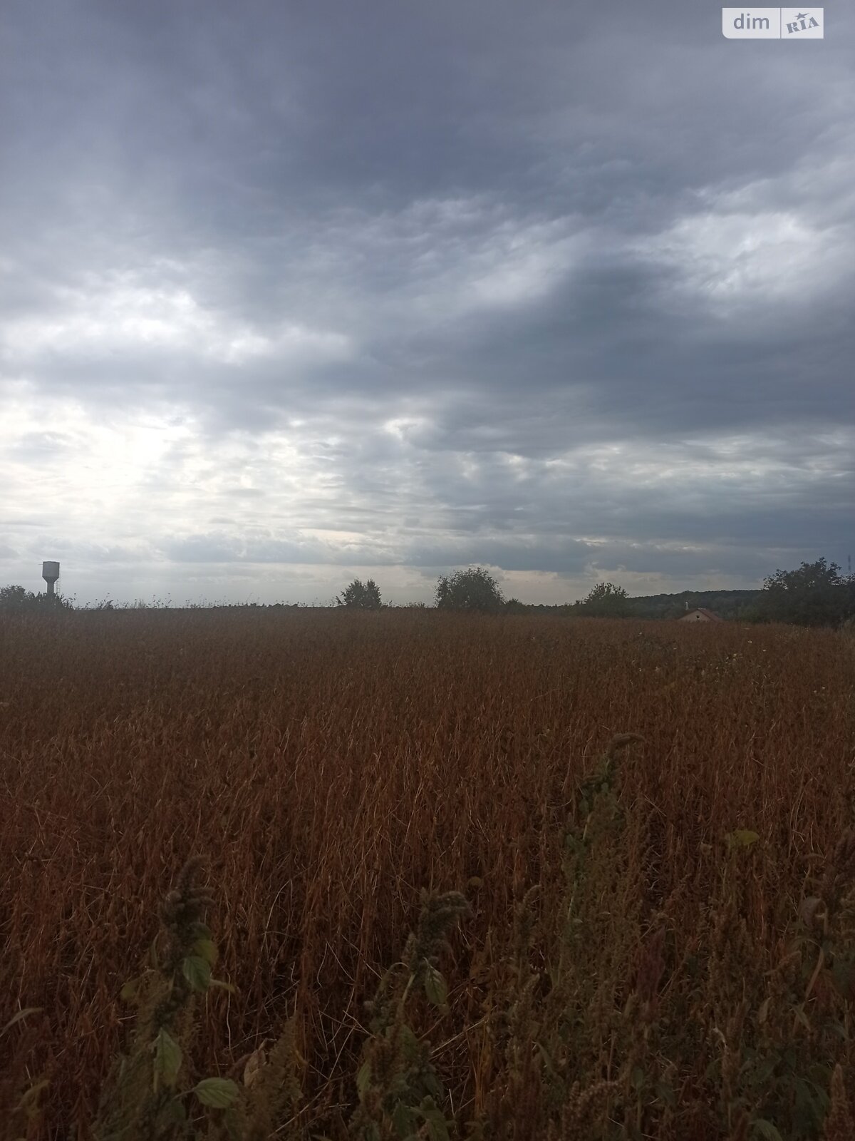 Земельна ділянка під житлову забудову в Великій Березовиці, площа 14.9 сотки фото 1