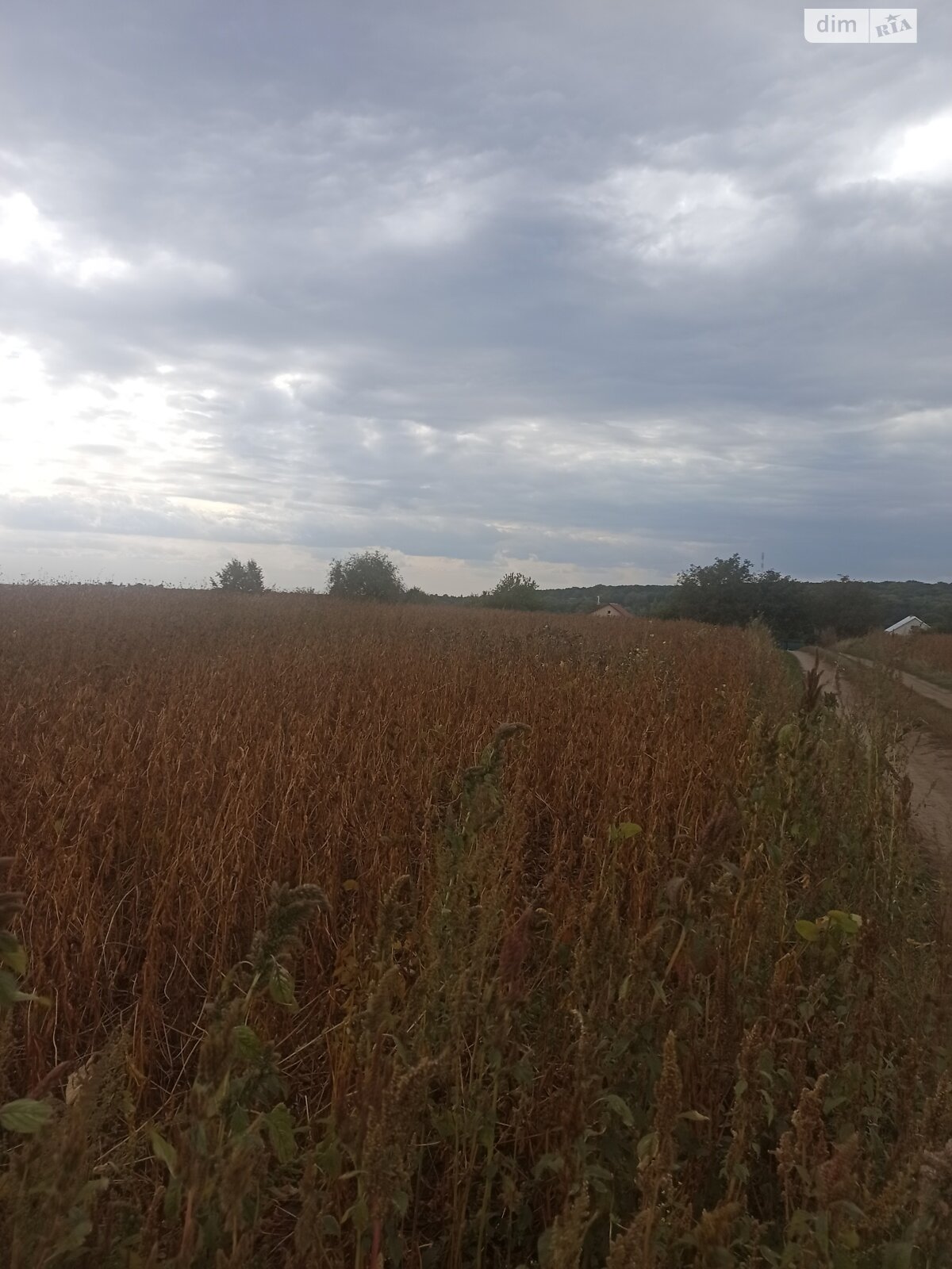 Земельна ділянка під житлову забудову в Великій Березовиці, площа 14.9 сотки фото 1