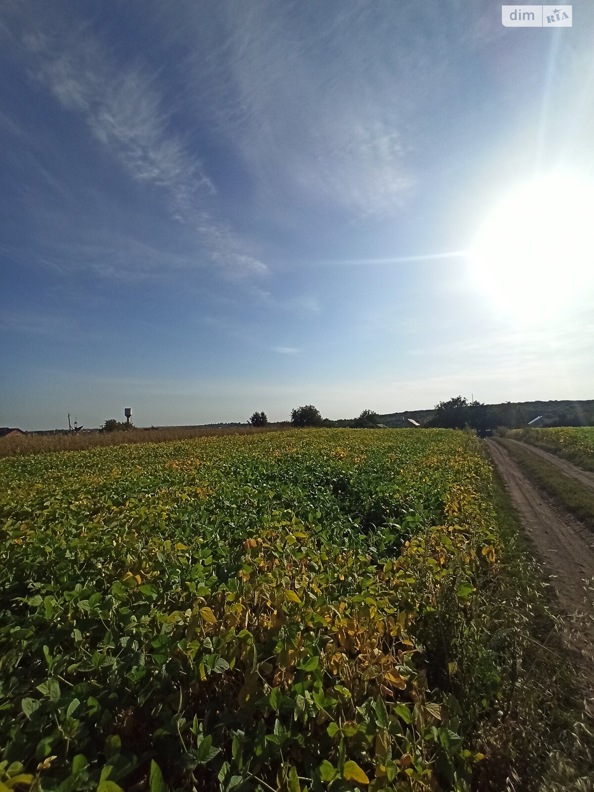 Земельна ділянка під житлову забудову в Великій Березовиці, площа 14.9 сотки фото 1