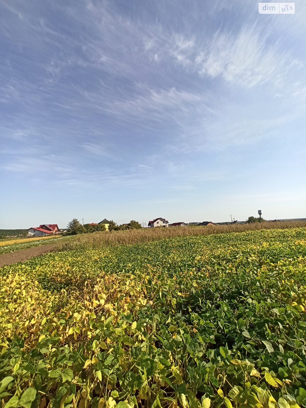 Земельна ділянка під житлову забудову в Великій Березовиці, площа 14.9 сотки фото 1