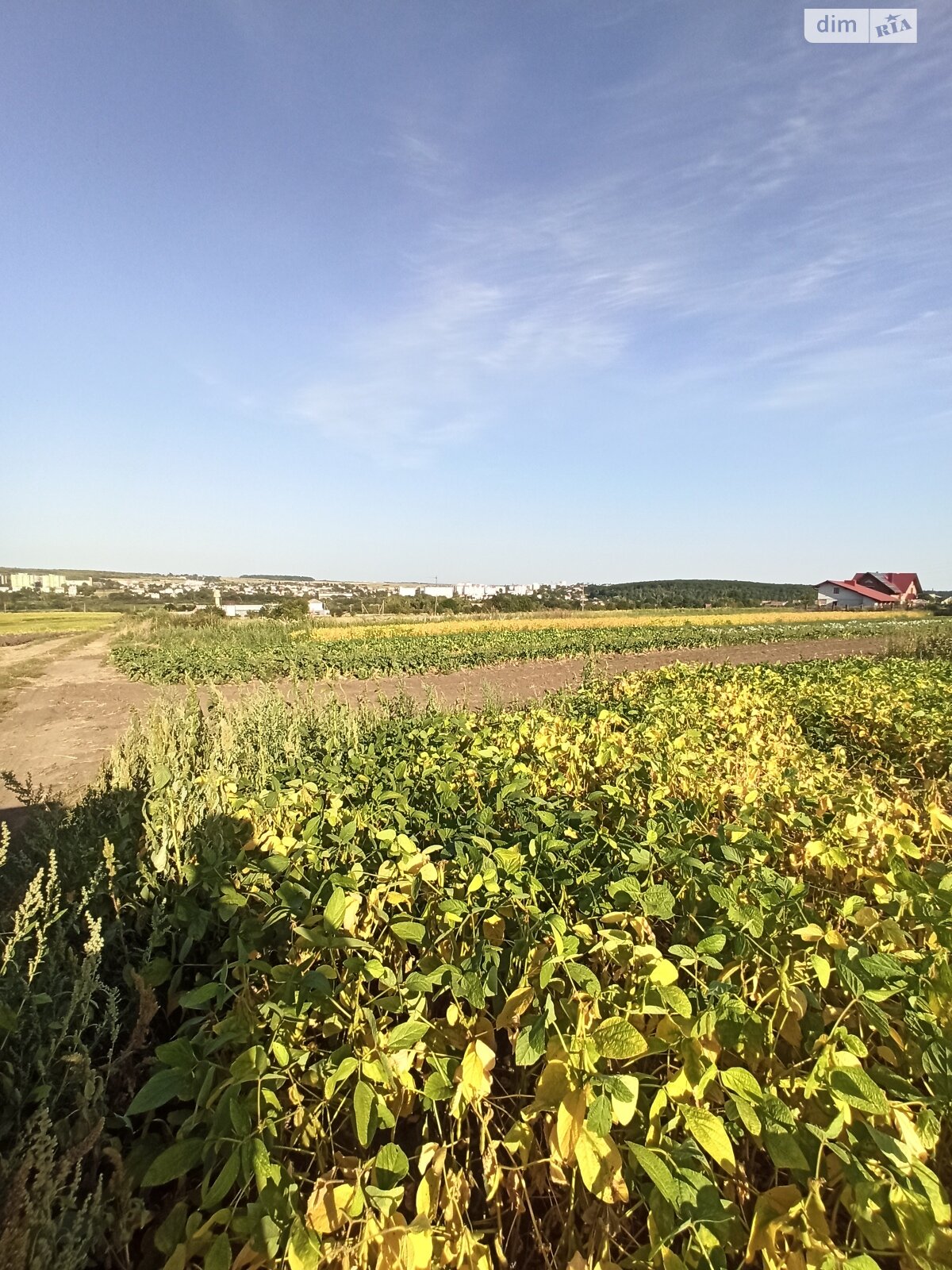 Земельна ділянка під житлову забудову в Великій Березовиці, площа 14.9 сотки фото 1